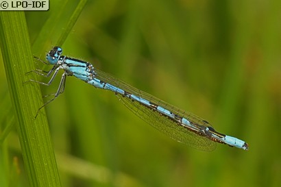 Agrion porte-coupe