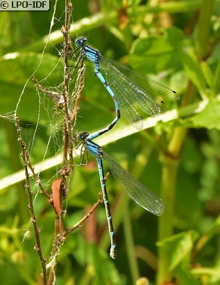 Agrion porte-coupe