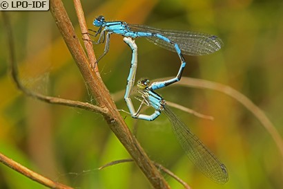 Agrion porte-coupe
