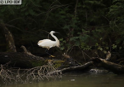 Aigrette garzette