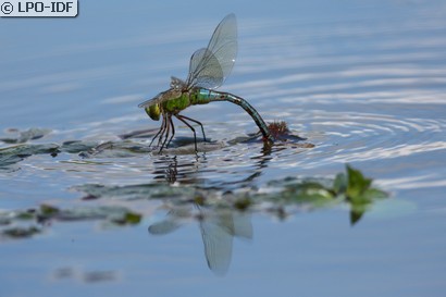 Anax empereur