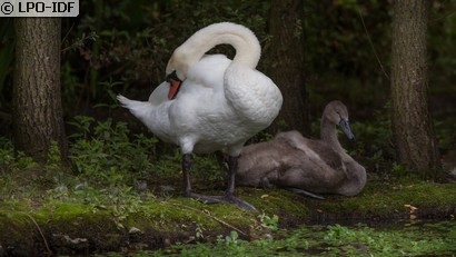 Cygne tuberculé