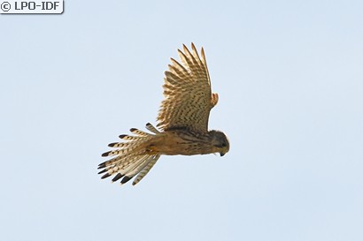 Faucon crécerelle
