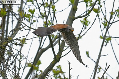 Faucon crécerelle