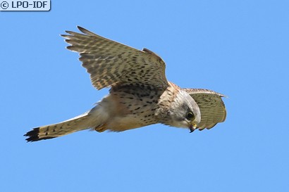Faucon crécerelle
