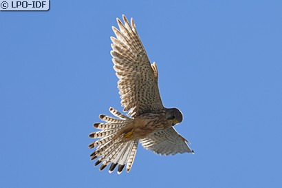 Faucon crécerelle