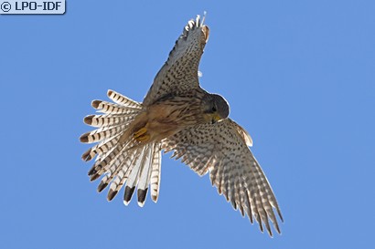 Faucon crécerelle