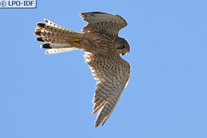 Faucon crécerelle