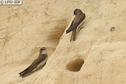 Hirondelle de rivage