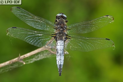 Libellule fauve