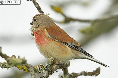 Linotte mélodieuse