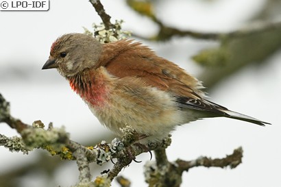 Linotte mélodieuse
