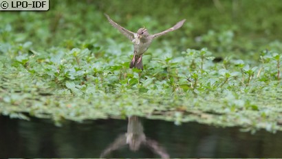 Moineau domestique