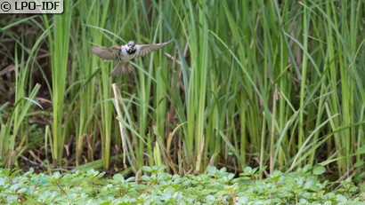 Moineau domestique