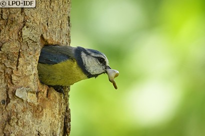 Mésange bleue