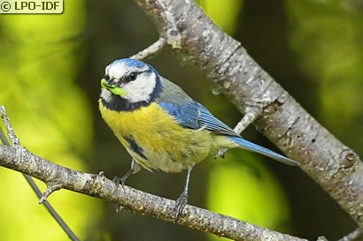 Mésange bleue