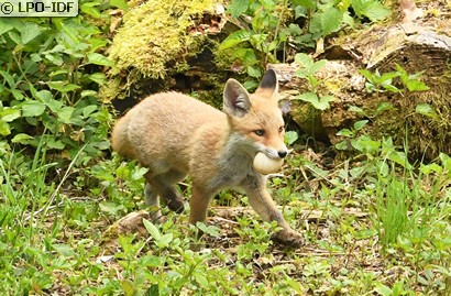 Renard roux