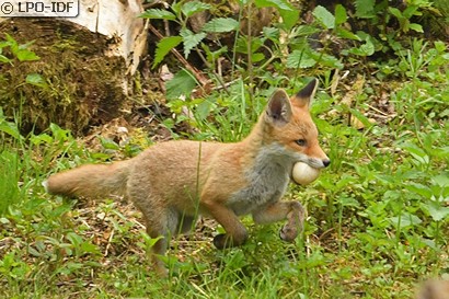 Renard roux