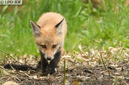 Renard roux