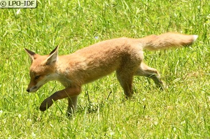 Renard roux