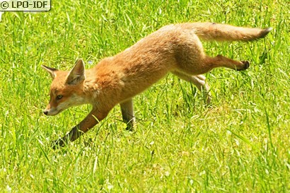 Renard roux