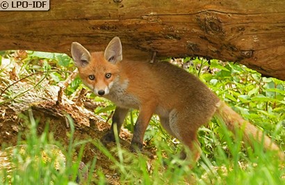 Renard roux