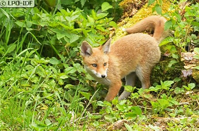 Renard roux