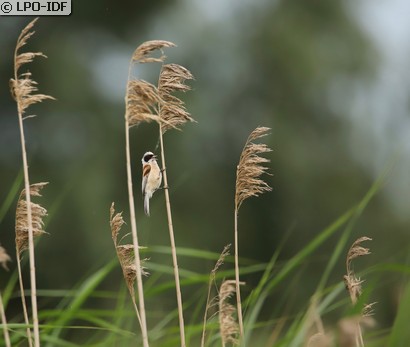Rémiz penduline