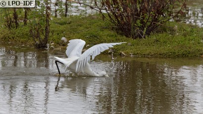 Aigrette garzette