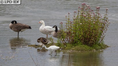 Aigrette garzette