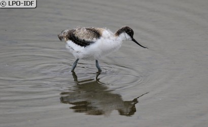 Avocette élégante