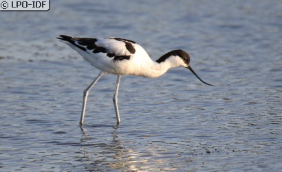 Avocette élégante