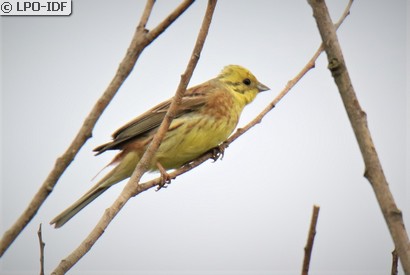 Bruant jaune