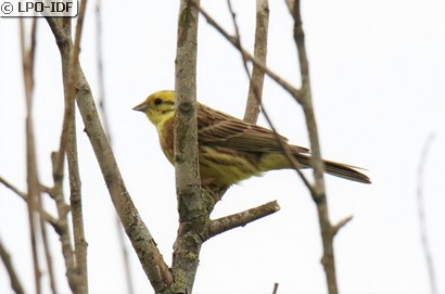 Bruant jaune