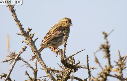 Bruant proyer