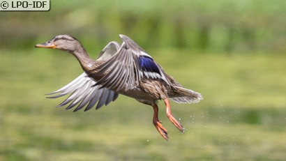 Canard colvert