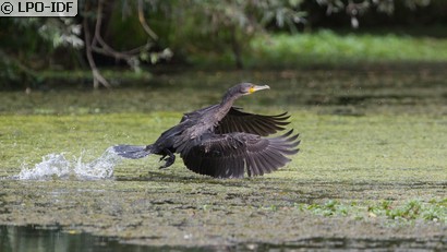Grand Cormoran