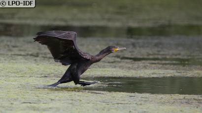 Grand Cormoran