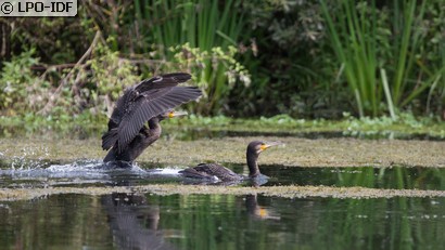 Grand Cormoran