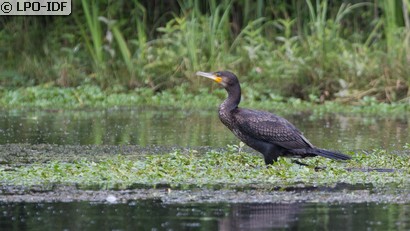 Grand Cormoran