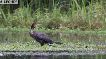 Grand Cormoran