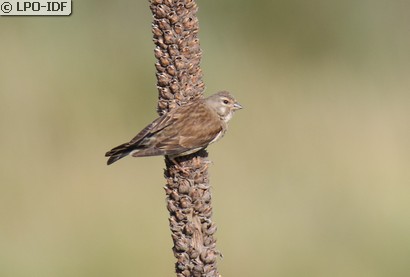 Linotte mélodieuse