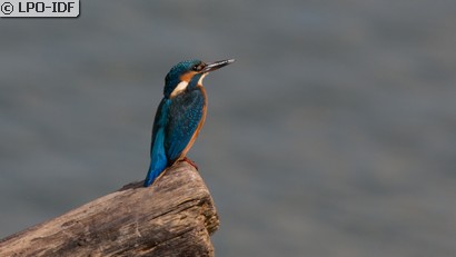 Martin-pêcheur d'Europe