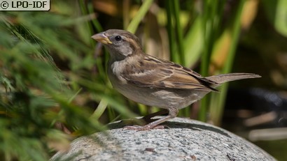 Moineau domestique