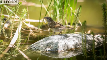 Moineau domestique