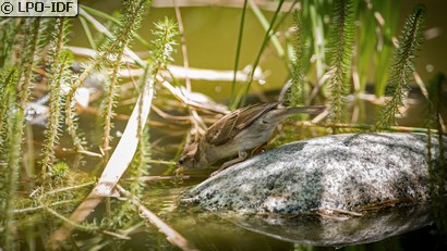 Moineau domestique