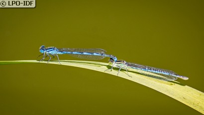 Naïade aux yeux bleus
