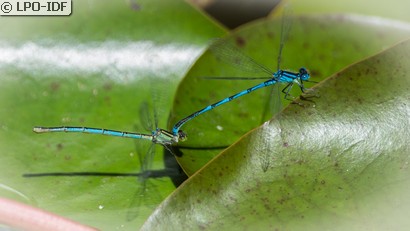 Naïade aux yeux bleus