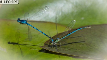 Naïade aux yeux bleus