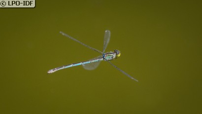 Naïade aux yeux bleus